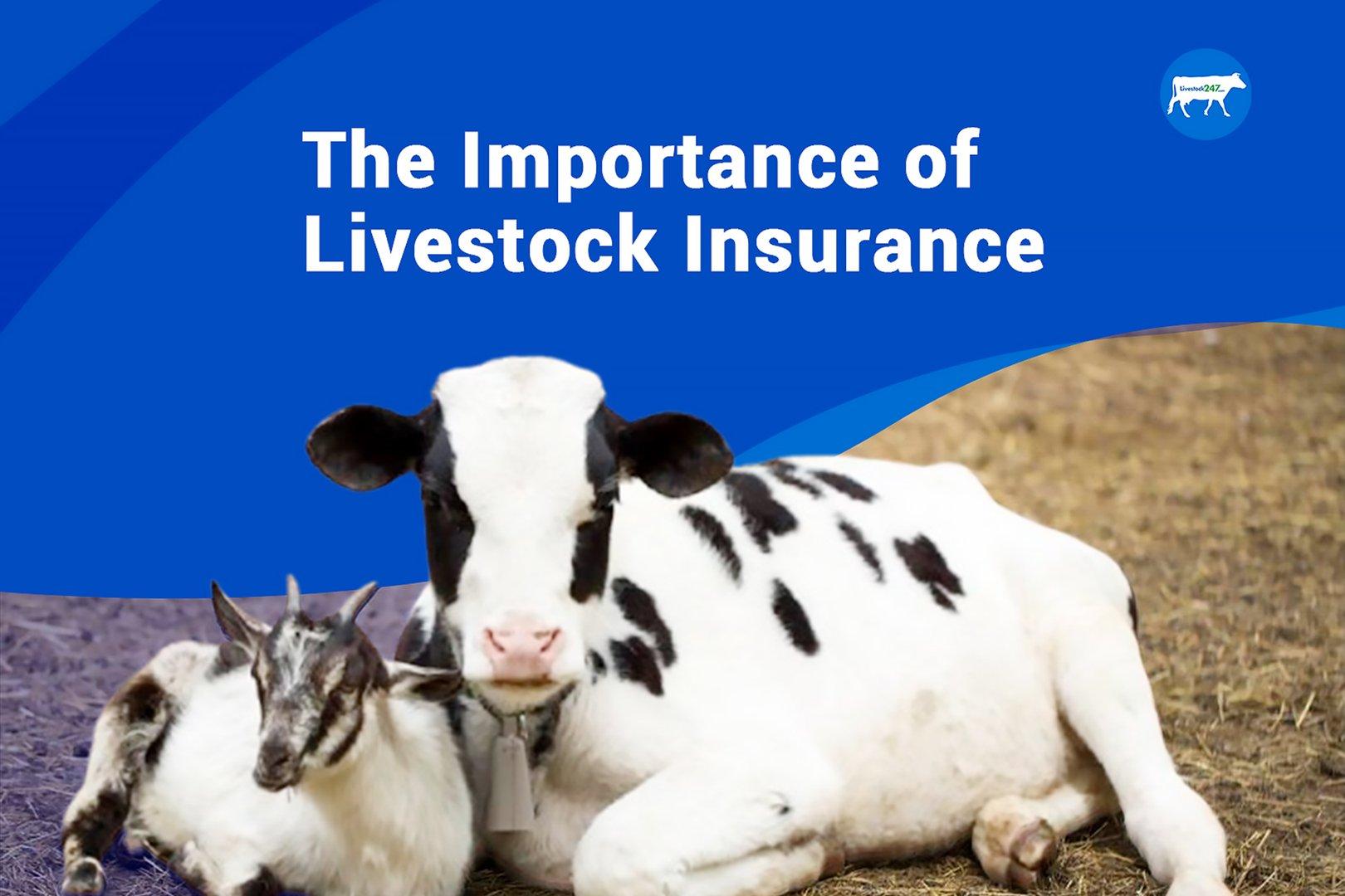 The Importance of Livestock Insurance: Safeguarding Your Investment and Future - Cover Image